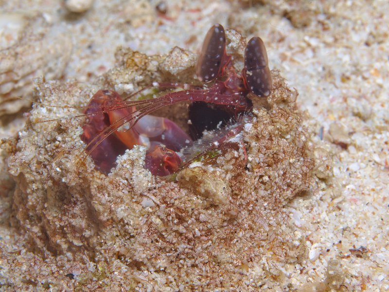 Spearing Mantis Shrimp, Arus Balee